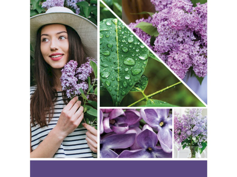 40498_LILAC BLOSSOM - KOPIE